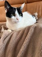 Lieve poes (8jaar) zoekt nieuw huisje, Dieren en Toebehoren, Katten en Kittens | Overige Katten