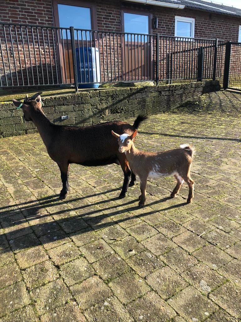 Dwerggeitje met geitlam, Dieren en Toebehoren, Schapen, Geiten en Varkens, Vrouwelijk, Geit
