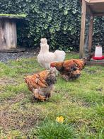 Jonge cochin haantjes, Dieren en Toebehoren, Pluimvee, Mannelijk, Kip