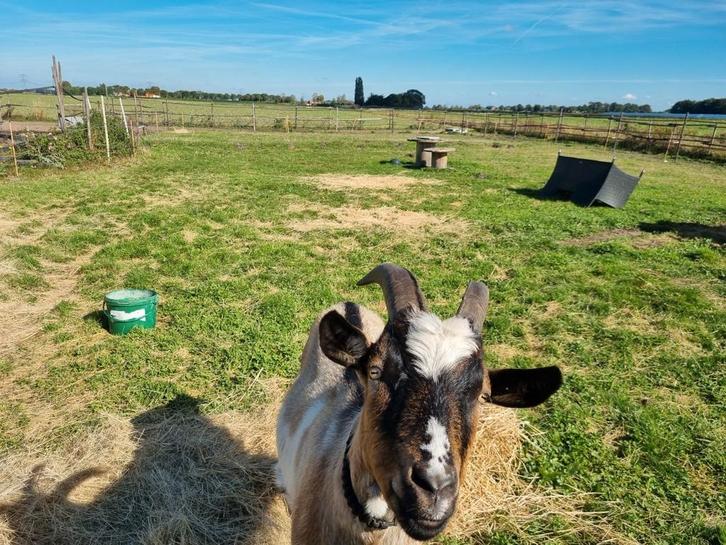 Gezocht kunstof speelhuisje, Kinderen en Baby's, Speelgoed | Buiten | Speelhuisjes, Kunststof, Ophalen of Verzenden
