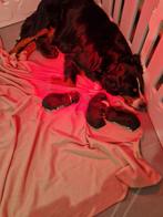 Mama berner sennen papa sint bernard ( BELGIË), België, Particulier, 8 tot 15 weken, Parvo