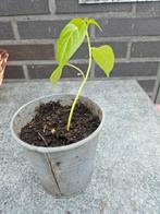 Peperplantjes madame Jeanette, Tuin en Terras, Ophalen of Verzenden, Zomer, Volle zon