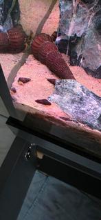 sulawesi slak, Overige soorten, 0 tot 2 jaar