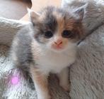 Maincoon x Ragdoll, Meerdere dieren