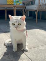 Britse korthaar poezen, Dieren en Toebehoren, Katten en Kittens | Raskatten | Korthaar, Poes, Ontwormd