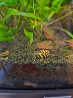 Anentome helena slakken, Dieren en Toebehoren, Vissen | Aquariumvissen, Slak of Weekdier