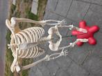 Te koop een oude skelet  leuk voor Halloween, Ophalen of Verzenden, Gebruikt, Versiering, Halloween of Griezel
