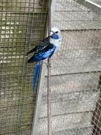 Pennant rosella, Dieren en Toebehoren, Vogels | Parkieten en Papegaaien, Vrouwelijk, Parkiet