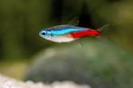 Hobbyaquarium Paracheirodon innesi – Neon Tetra AANBIEDING, Dieren en Toebehoren, Vis, Zoetwatervis, Schoolvis