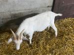 Geit, Dieren en Toebehoren, Schapen, Geiten en Varkens, Geslacht onbekend, Geit, 0 tot 2 jaar