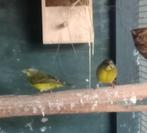 Koppel mozambique sijzen, Dieren en Toebehoren, Vogels | Overige Vogels, Meerdere dieren, Tropenvogel