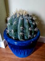 Prachtige kunstcactus schoonmoederstoel met Pot Nieuwstaat!, Huis en Inrichting, Woonaccessoires | Kunstplanten en Kunstbloemen
