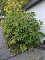 Heel grote hortensia's randbloeiers, Ophalen of Verzenden, Vaste plant, Overige soorten, Halfschaduw
