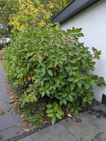 Heel grote hortensia's randbloeiers  beschikbaar voor biedingen