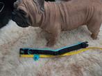 Leuke halsband, Dieren en Toebehoren, Ophalen of Verzenden, Nieuw
