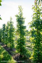 Dakbomen leibomen en meer, Volle zon, Bloeit niet, Minder dan 100 cm, Overige soorten