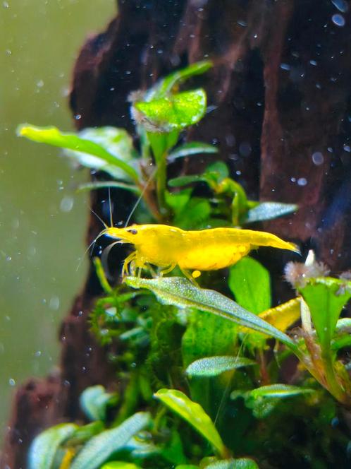 Gele/citroen garnalen, Dieren en Toebehoren, Vissen | Aquariumvissen, Zoetwatervis, Kreeft, Krab of Garnaal, Schoolvis