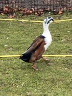 Indische loopeend woerd, Dieren en Toebehoren, Pluimvee, Mannelijk, Eend