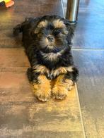 Lhasa apso pups, België, Overige rassen, CDV (hondenziekte), 8 tot 15 weken