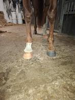 Hoefsmid (bekappen), Diensten en Vakmensen, Dieren | Paarden | Verzorging, Oppas en Les