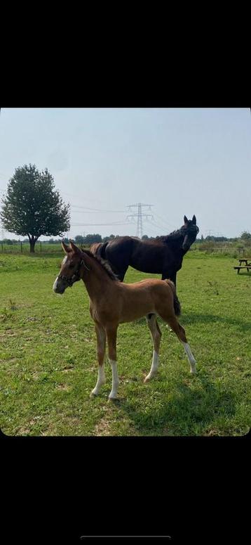 Te huur haelen wei paardenwei gras met 2 paarden stallen beschikbaar voor biedingen