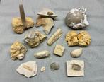 14 fossielen Maastrichts Krijt Enci Curfs CBR CPL, Ophalen of Verzenden, Fossiel