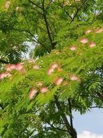 Albizia, Tuin en Terras, Planten | Bomen, Overige soorten, Zomer, Ophalen, Volle zon