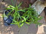 Guldenroede €1, Tuin en Terras, Planten | Tuinplanten, Vaste plant, Halfschaduw, Zomer, Ophalen