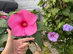 🌸 Hibiscus XXL & diverse kleuren hibiscus plantjes, Tuin en Terras, Planten | Struiken en Hagen, Ophalen of Verzenden, Overige soorten