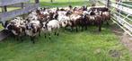 Bonte rammen, Dieren en Toebehoren, Schapen, Geiten en Varkens, Mannelijk, Schaap, 0 tot 2 jaar