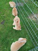 Meissner Hangoor Duitse Hangoor grote Konijnen Reus Konijn, Dieren en Toebehoren, Konijnen, Meerdere dieren, Groot, Hangoor