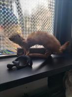 Opgesette Fred in goede staat, Ophalen of Verzenden