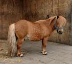 Lieve shetlander ruin zoekt liefdevol thuis, Ruin, A pony (tot 1.17m), 11 jaar of ouder