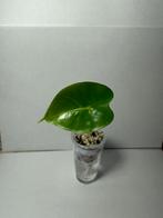 Alocasia frydek (3), Huis en Inrichting, Kamerplanten, Ophalen of Verzenden, Halfschaduw, Minder dan 100 cm