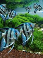 Maanvis Pinoy Blue Stripe SM uit eigen Nakweek, Dieren en Toebehoren, Vissen | Aquariumvissen, Zoetwatervis, Schoolvis, Vis