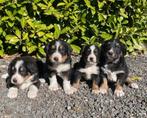 Boulab pups te koop Labrador x Berner Sennen, Particulier, Rabiës (hondsdolheid), Meerdere, 8 tot 15 weken