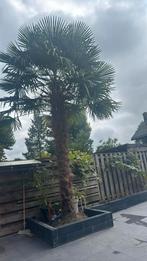 To koop palmpoom, Tuin en Terras, Planten | Bomen, Ophalen of Verzenden, Zomer, Volle zon, Palmboom