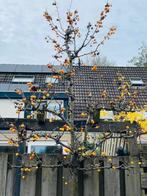 Sierappel leiboom, Ophalen, Volle zon, Overige soorten