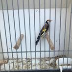 Bloemputter man, Dieren en Toebehoren, Vogels | Overige Vogels, Mannelijk, Tropenvogel, Geringd