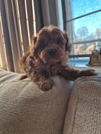 Prachtige maltipoo pups, Dieren en Toebehoren, Honden | Chihuahua's en Gezelschapshonden, Overige rassen, CDV (hondenziekte), 8 tot 15 weken