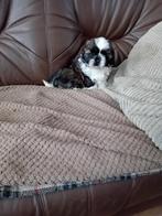 Te koop Shih Tzu, Dieren en Toebehoren, Parvo, 8 tot 15 weken, Teef, Meerdere