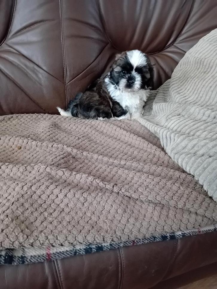 Te koop Shih Tzu, Dieren en Toebehoren, Honden | Niet-rashonden, Klein, Teef, Fokker | Hobbymatig, Meerdere, Nederland, 8 tot 15 weken
