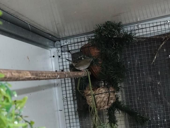 Zeldzaam koppel Zwartborst Cubavinken 2024!, Dieren en Toebehoren, Vogels | Overige Vogels, Meerdere dieren