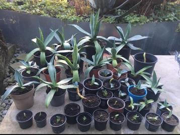 Bio Blauw Agave Americana in de pot zon warmte gezond beschikbaar voor biedingen