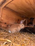 🩵Vlaamse reus rammetje🐰, Dieren en Toebehoren, Mannelijk, Groot