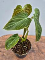 Philodendron Splendid p12 (1), Huis en Inrichting, Kamerplanten, Ophalen of Verzenden, Halfschaduw, Minder dan 100 cm