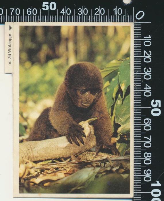 Sticker: Esso - Wolaapje, Verzamelen, Stickers, Zo goed als nieuw, Dier en Natuur, Ophalen of Verzenden