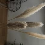 Prachtige pluimen, Ophalen, Overige soorten, Volle zon