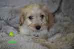 Medium kruising tibetaanse terrier x labradoodle pups., Dieren en Toebehoren, Nederland, Overige rassen, 8 tot 15 weken, CDV (hondenziekte)