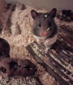 Hamster te koop, Dieren en Toebehoren, Knaagdieren, Hamster, Vrouwelijk, Tam, September